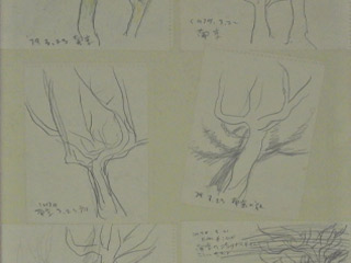Sketch (Tree) 6 sheets set